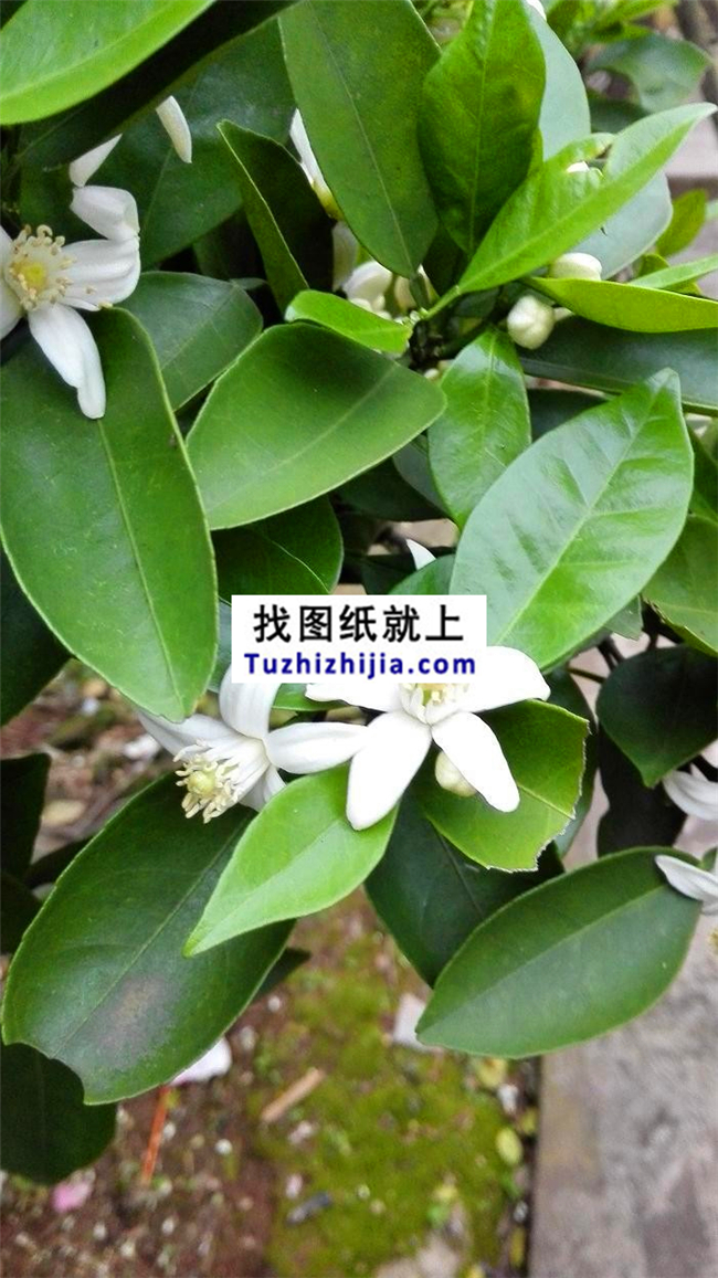 鄉(xiāng)村自建房屋設(shè)計(jì)全程直播！