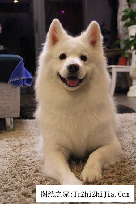 五種家居風景教你辨別你家是否適合養(yǎng)寵物 ——鳳凰房產重慶