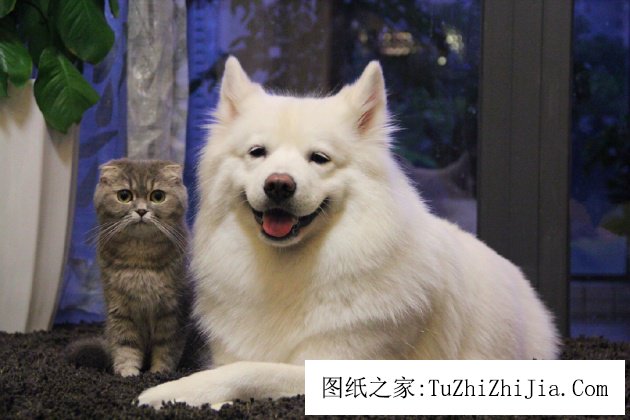 五種家居風景教你辨別你家是否適合養(yǎng)寵物 ——鳳凰房產重慶