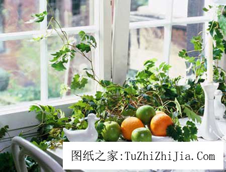 家里放這幾種植物有利于身體健康 放不好會(huì)破財(cái)