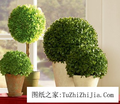 盆栽綠植改變風(fēng)景 財運事業(yè)一起旺