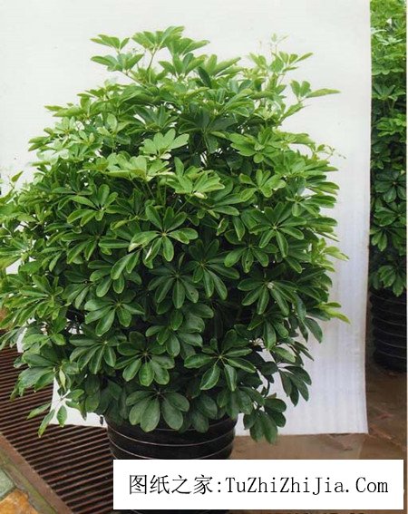 家居風(fēng)景必備招財(cái)樹 招財(cái)樹的養(yǎng)殖方法你了解嗎