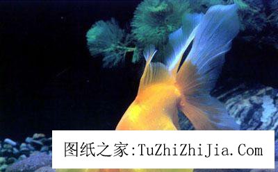客廳養(yǎng)魚風(fēng)景禁忌 魚缸千萬不能蓋蓋子
