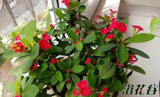 虎刺梅的養(yǎng)殖方法及注意事項，虎刺梅致癌嗎？