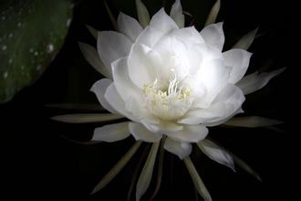 曇花的藥用價值？曇花可以吃嗎？