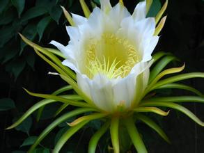 曇花的藥用價值？曇花可以吃嗎？