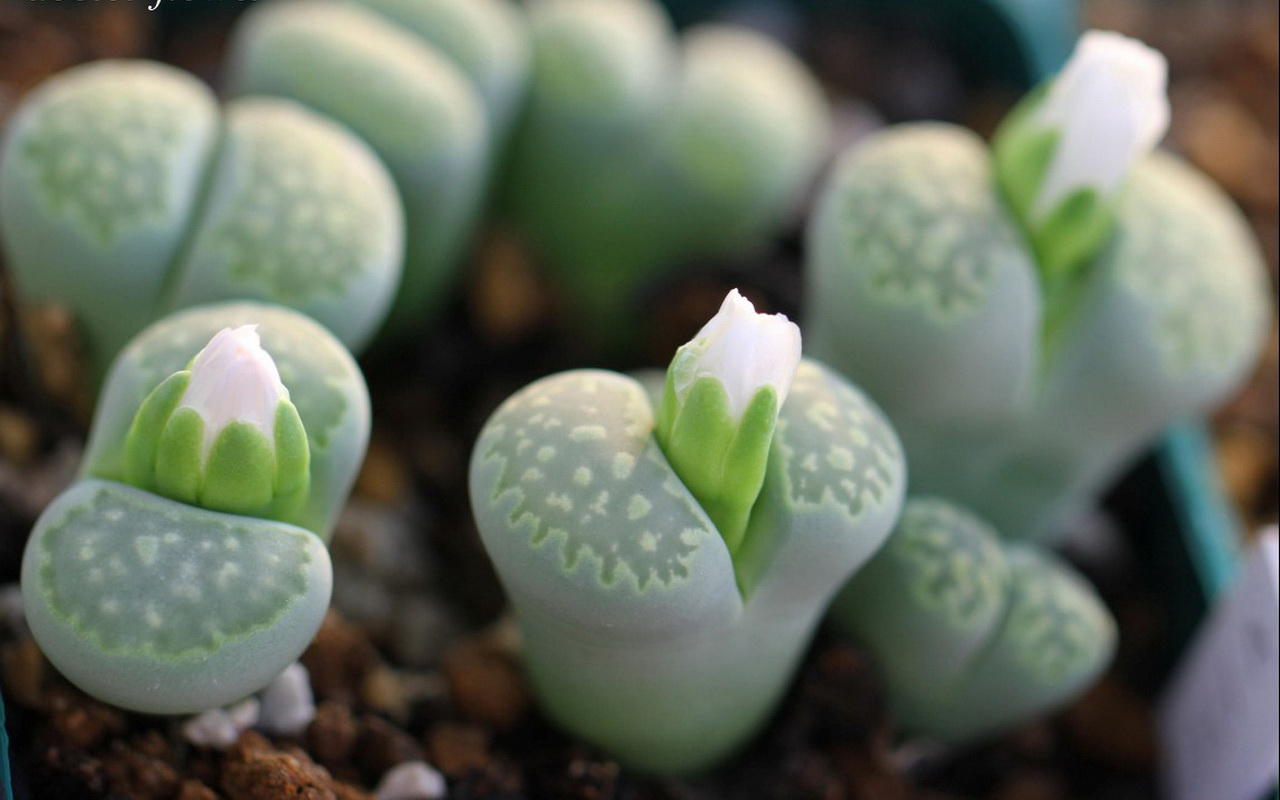 生石花怎么養(yǎng)？生石花種子批發(fā)？【圖】