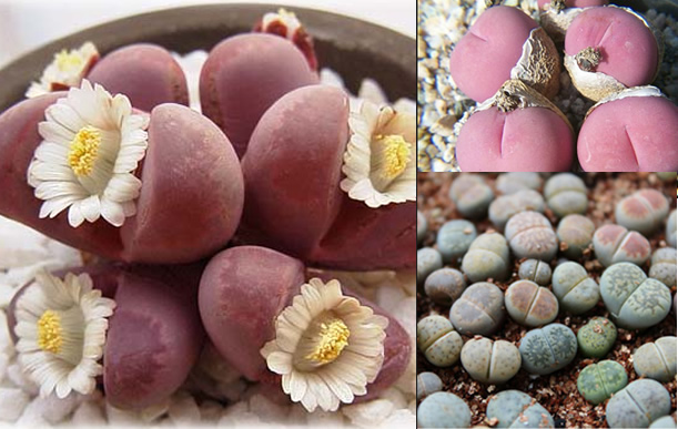 生石花怎么養(yǎng)？生石花種子批發(fā)？【圖】