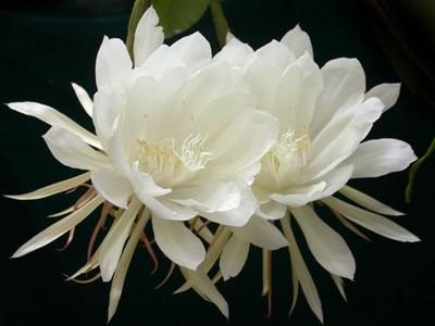 【圖】曇花的養(yǎng)殖方法？曇花什么時候開花？