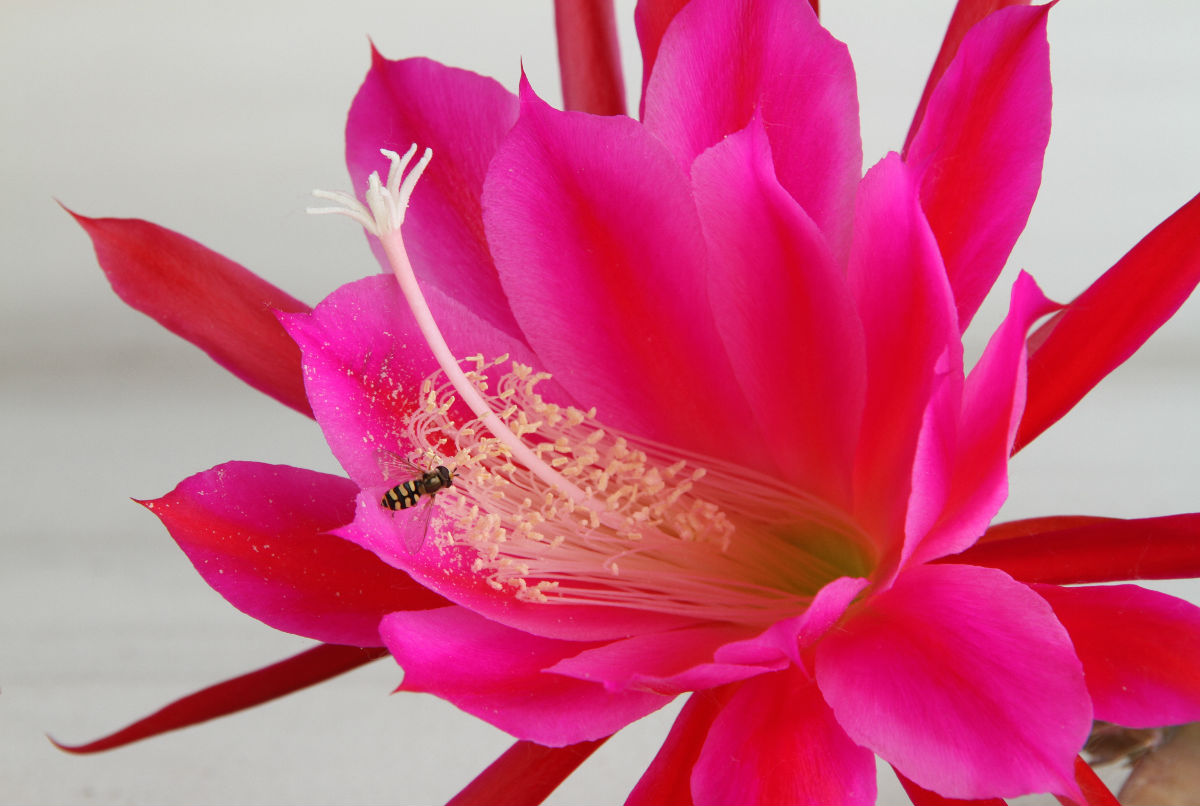 【圖】曇花的養(yǎng)殖方法？曇花什么時候開花？