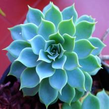 【圖】寶石花怎么養(yǎng)？寶石花的種植方法