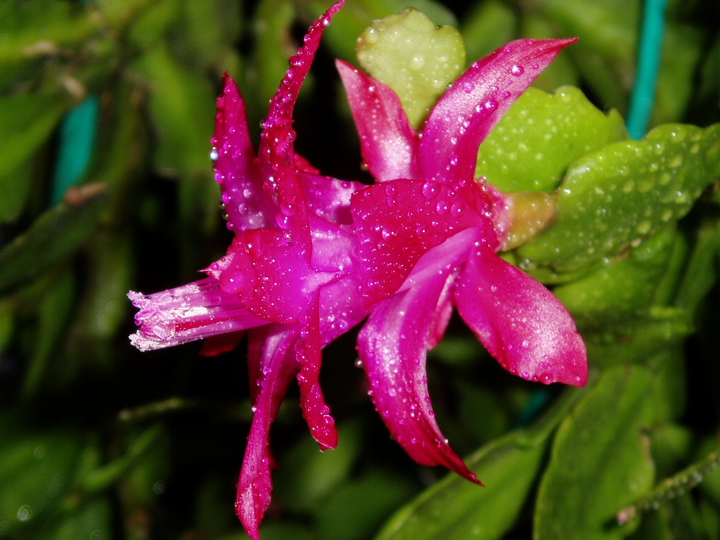 蟹爪蘭的養(yǎng)殖方法和注意事項(xiàng)?蟹爪蘭的栽培技術(shù)【多圖】