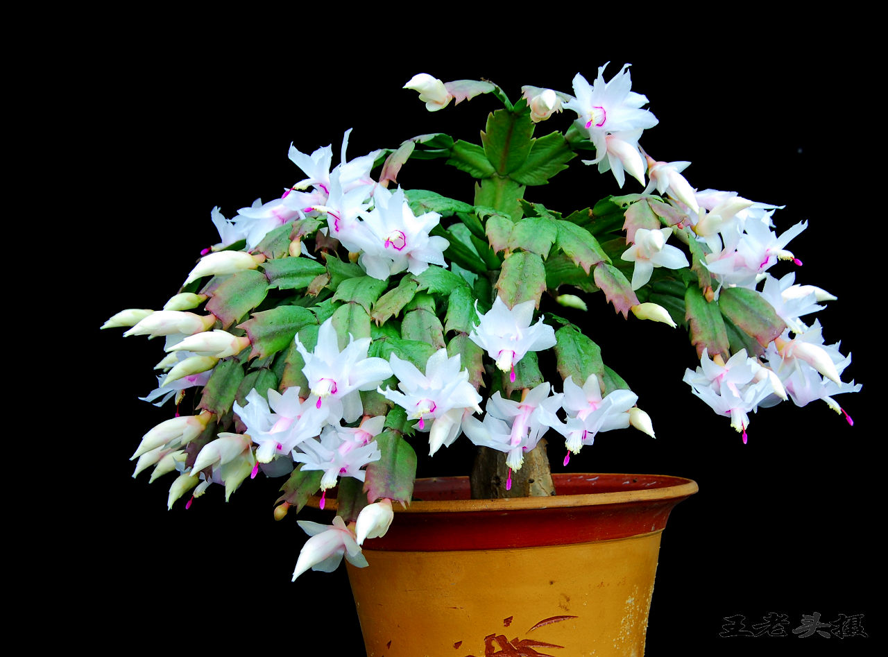 蟹爪蘭的養(yǎng)殖方法和注意事項(xiàng)?蟹爪蘭的栽培技術(shù)【多圖】