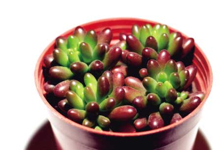 虹之玉的養(yǎng)殖方法？虹之玉掉葉子怎么辦【圖】