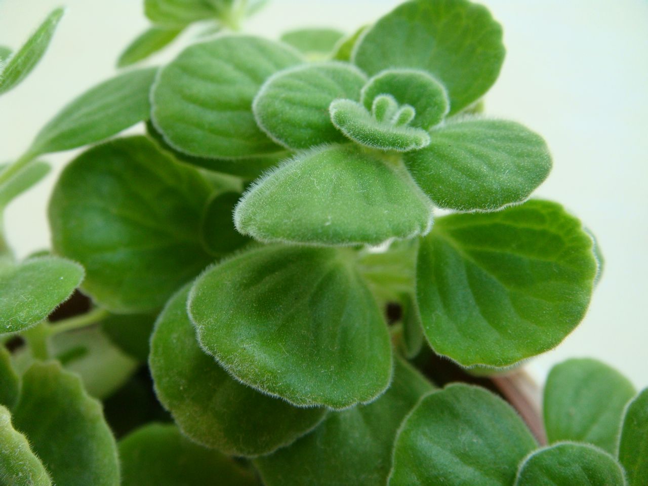 碰碰香的養(yǎng)殖方法和注意事項？碰碰香有毒嗎？【圖】