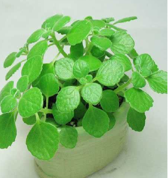 碰碰香的養(yǎng)殖方法和注意事項？碰碰香有毒嗎？【圖】