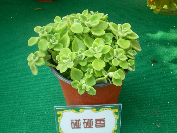 碰碰香的養(yǎng)殖方法和注意事項？碰碰香有毒嗎？【圖】