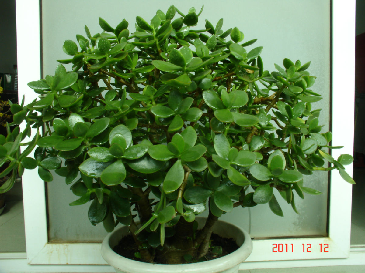 燕子掌和玉樹的區(qū)別？燕子掌有毒嗎？【圖】