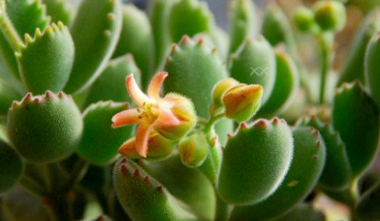 熊童子怎么養(yǎng)？熊童子掉葉子怎么辦？【圖】