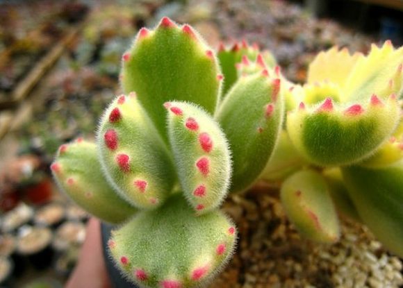 熊童子怎么養(yǎng)？熊童子掉葉子怎么辦？【圖】