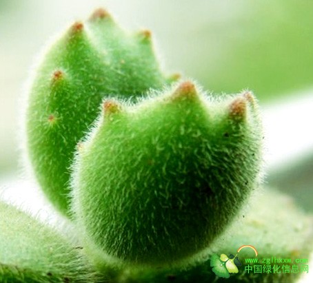 熊童子怎么養(yǎng)？熊童子掉葉子怎么辦？【圖】