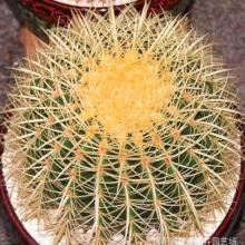 金琥仙人球開花嗎？金虎仙人球怎么養(yǎng)？