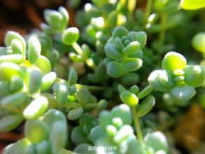 星美人怎么養(yǎng)？星美人葉子有褶皺？【圖】