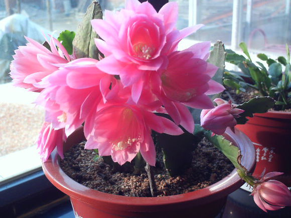 令箭荷花的養(yǎng)殖方法？令箭荷花幾年開花？【圖】