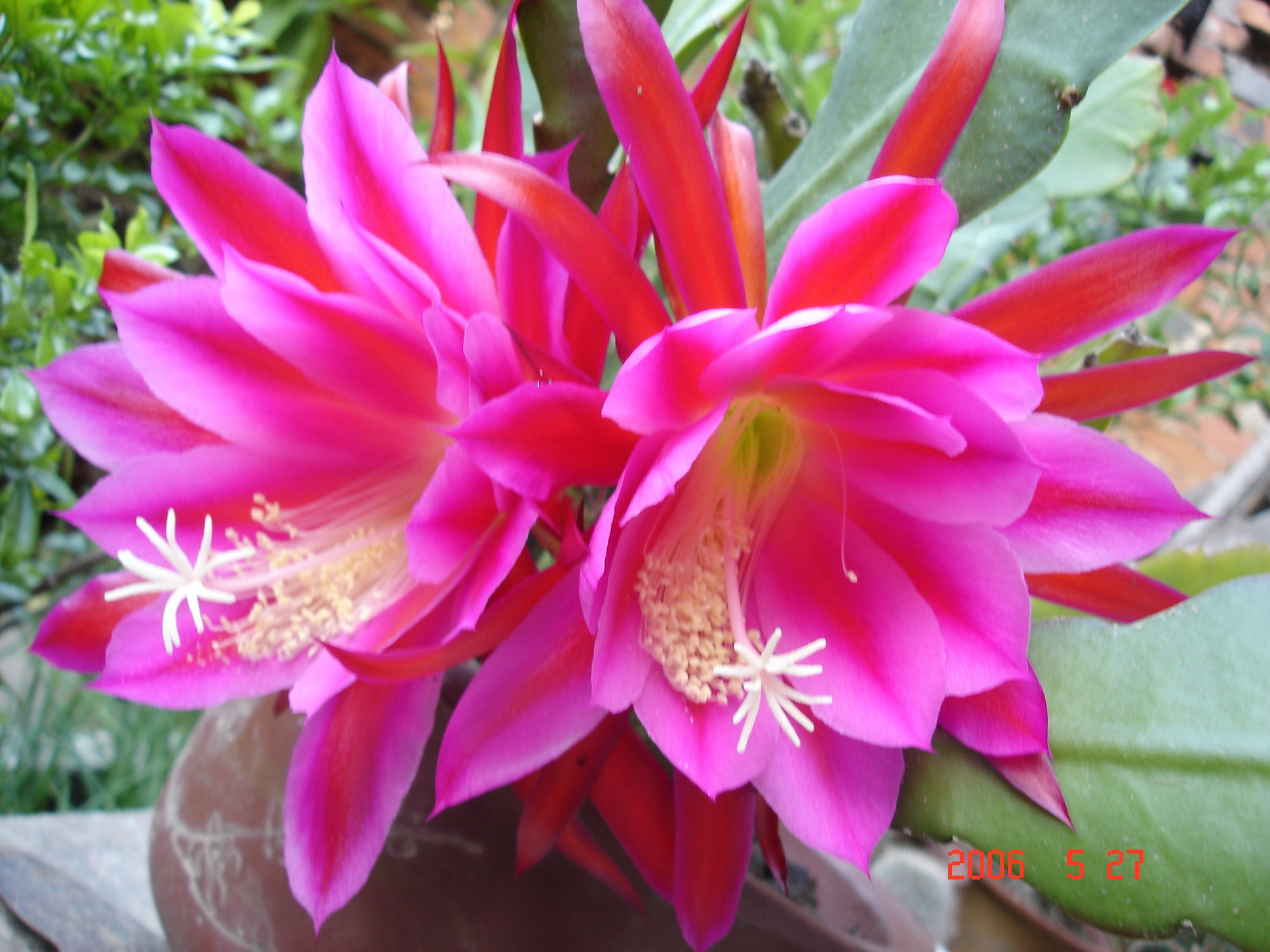 令箭荷花的養(yǎng)殖方法？令箭荷花幾年開花？【圖】