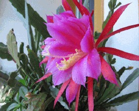 令箭荷花的養(yǎng)殖方法？令箭荷花幾年開花？【圖】