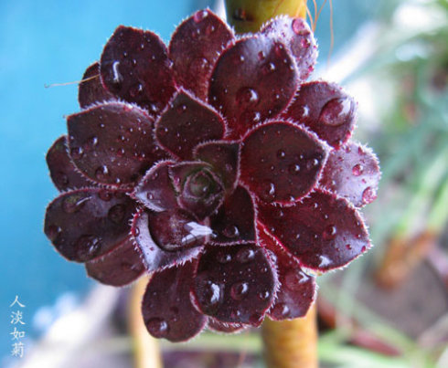 黑法師的養(yǎng)殖方法？黑法師是多肉植物嗎？【圖】