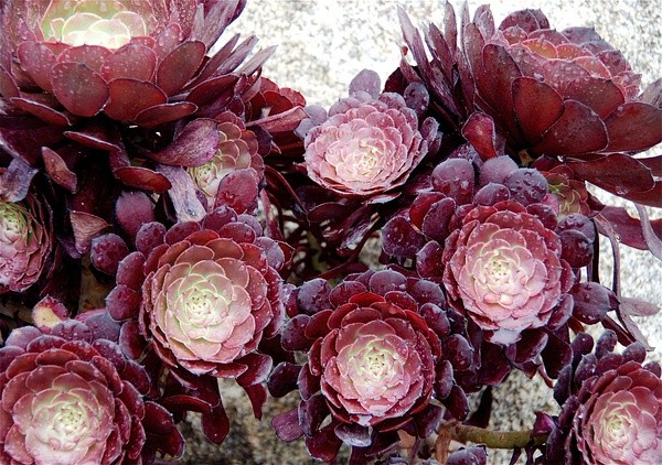 黑法師的養(yǎng)殖方法？黑法師是多肉植物嗎？【圖】