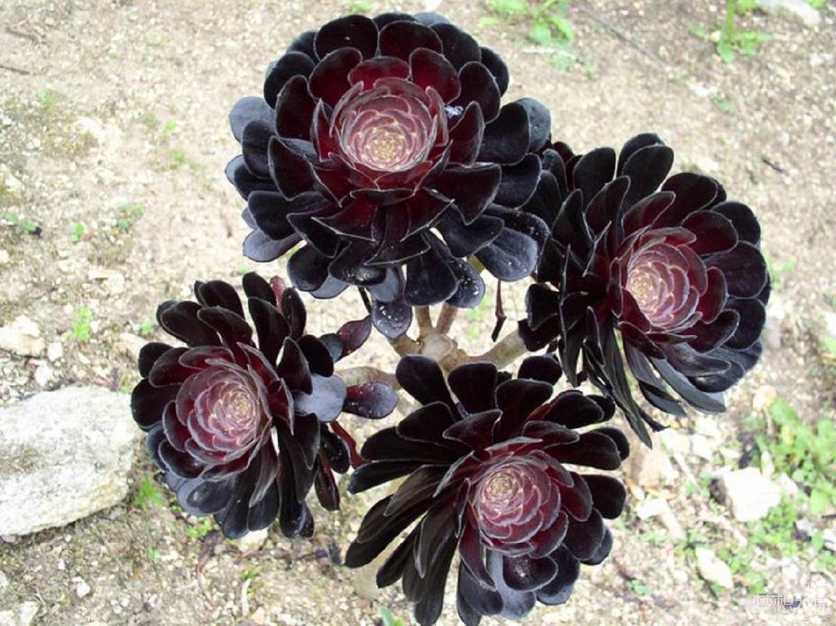 黑法師的養(yǎng)殖方法？黑法師是多肉植物嗎？【圖】