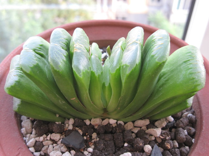 玉扇怎么養(yǎng)？玉扇品種圖鑒大全【圖】