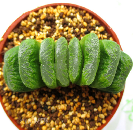 玉扇怎么養(yǎng)？玉扇品種圖鑒大全【圖】