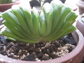 玉扇怎么養(yǎng)？玉扇品種圖鑒大全【圖】