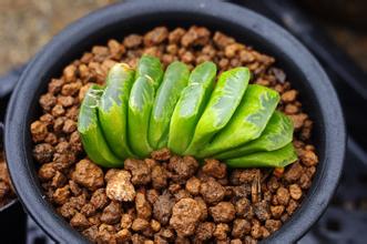 玉扇怎么養(yǎng)？玉扇品種圖鑒大全【圖】