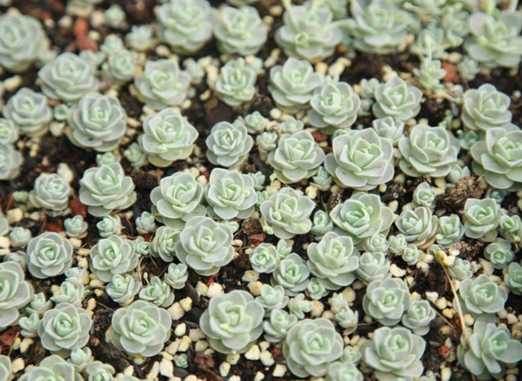 子持蓮華怎么養(yǎng)？子持蓮華開花嗎？【圖】