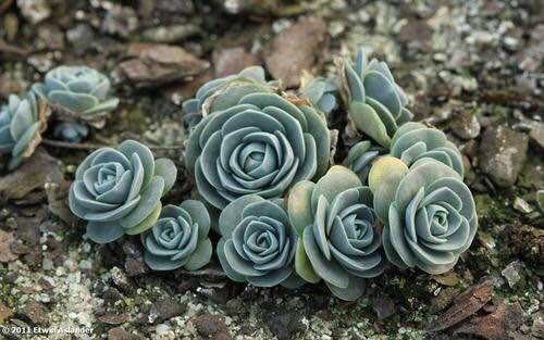 子持蓮華怎么養(yǎng)？子持蓮華開花嗎？【圖】