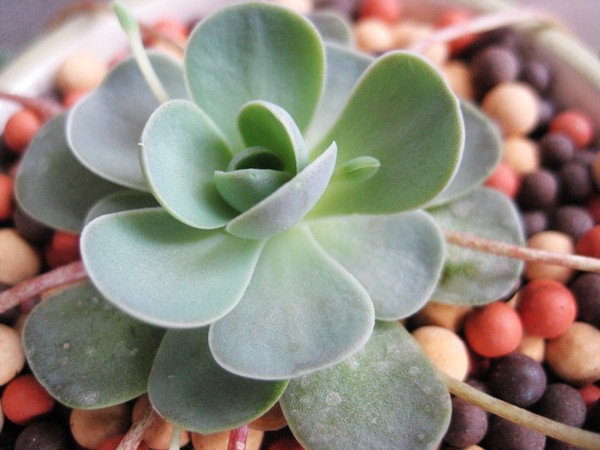 子持蓮華怎么養(yǎng)？子持蓮華開花嗎？【圖】