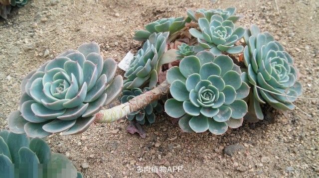 玉蝶怎么養(yǎng)殖？玉蝶屬于多肉植物嗎？