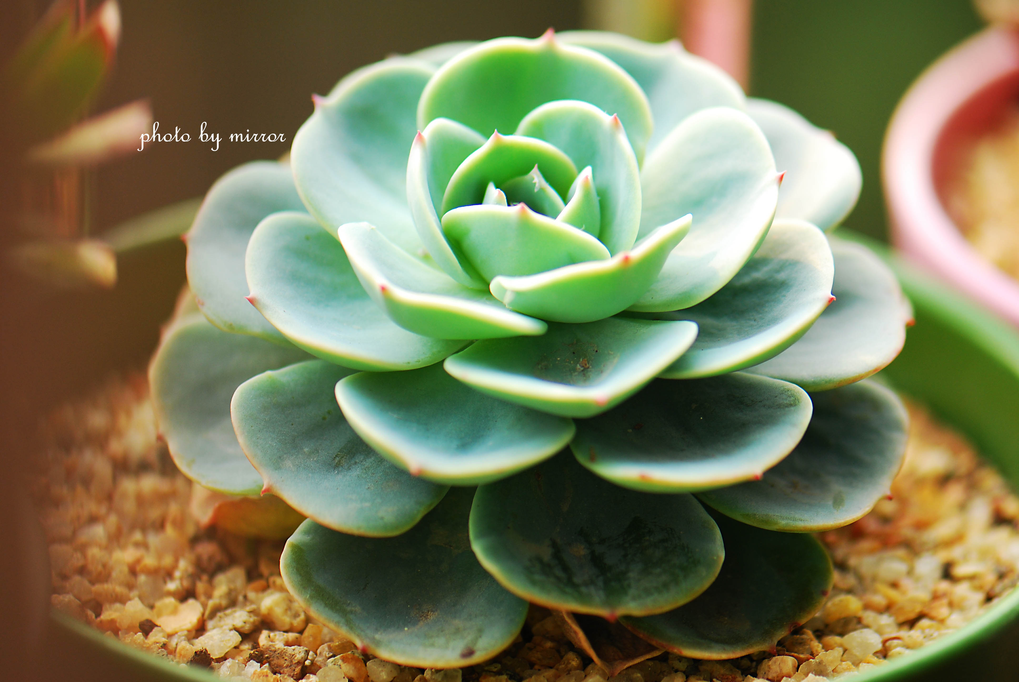 玉蝶怎么養(yǎng)殖？玉蝶屬于多肉植物嗎？