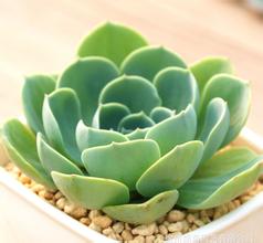 玉蝶怎么養(yǎng)殖？玉蝶屬于多肉植物嗎？