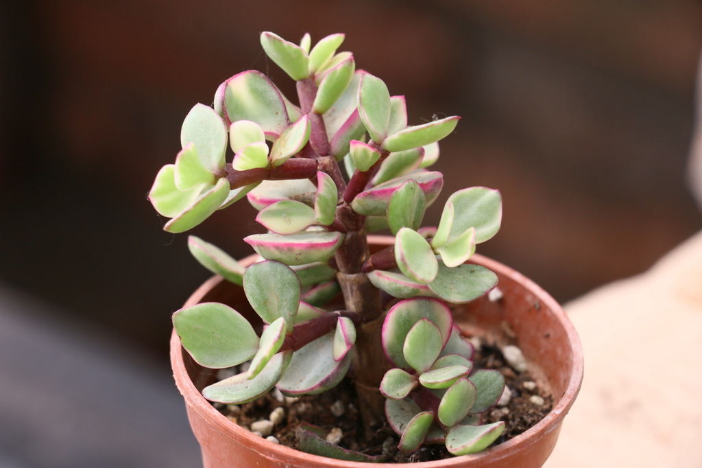 雅樂之舞怎么養(yǎng)？雅樂之舞掉葉子怎么辦？【圖】