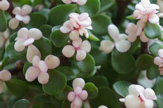 雅樂之舞怎么養(yǎng)？雅樂之舞掉葉子怎么辦？【圖】