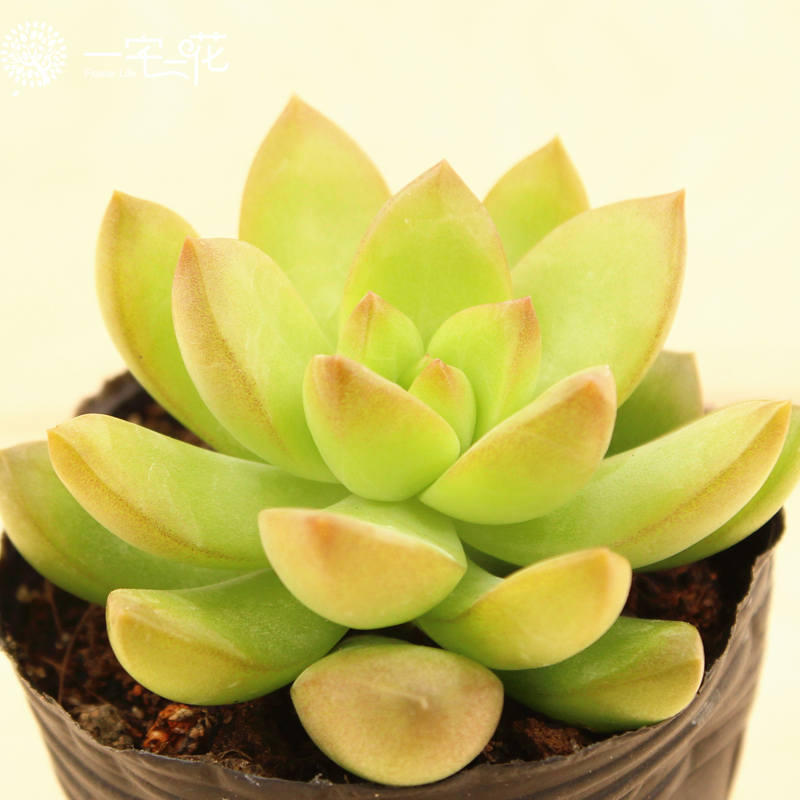 黃麗的養(yǎng)殖方法和注意事項？黃麗怎么養(yǎng)？【圖】