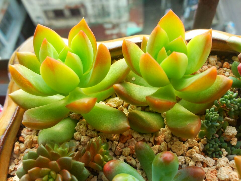 黃麗的養(yǎng)殖方法和注意事項？黃麗怎么養(yǎng)？【圖】