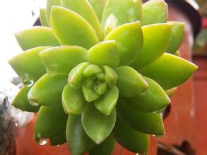 黃麗的養(yǎng)殖方法和注意事項？黃麗怎么養(yǎng)？【圖】