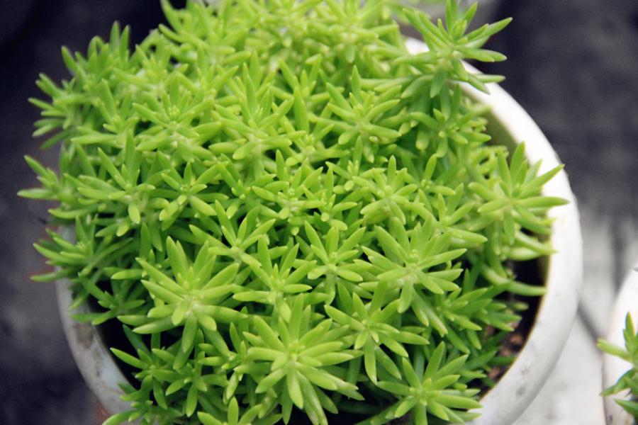 金葉佛甲草屋頂綠化？佛甲草怎么種植好？【圖】