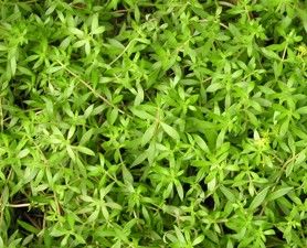 金葉佛甲草屋頂綠化？佛甲草怎么種植好？【圖】